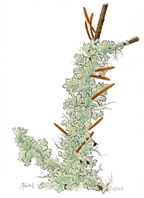 Lichen, Life on a Branch, by Vorobik